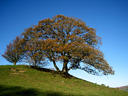 Tree in Wye Valley, Powys, Mid Wales, UK